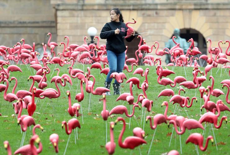 FLAMINGOS FILL THE HILL