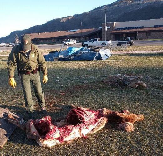 Wolf kill