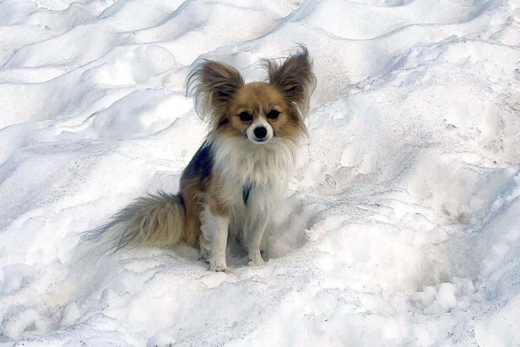 Switzerland Savior Chihuahua