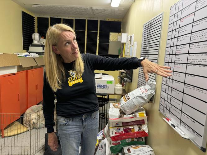 New Orleans Viral Fugitive Dog