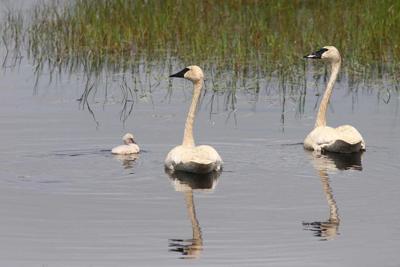 Trumpeter swans and cygnet