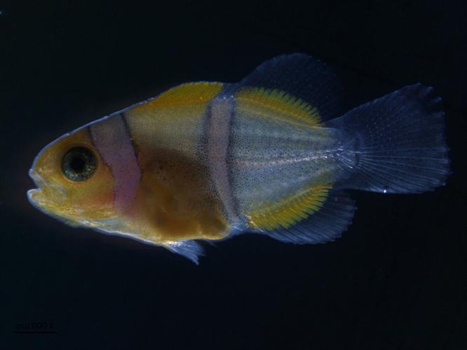 Secret to how quickly clownfish gets its stripes revealed by latest study