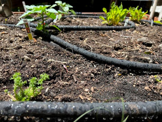 Gardening Watering