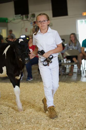 Child showing cow at Walworth County Fair