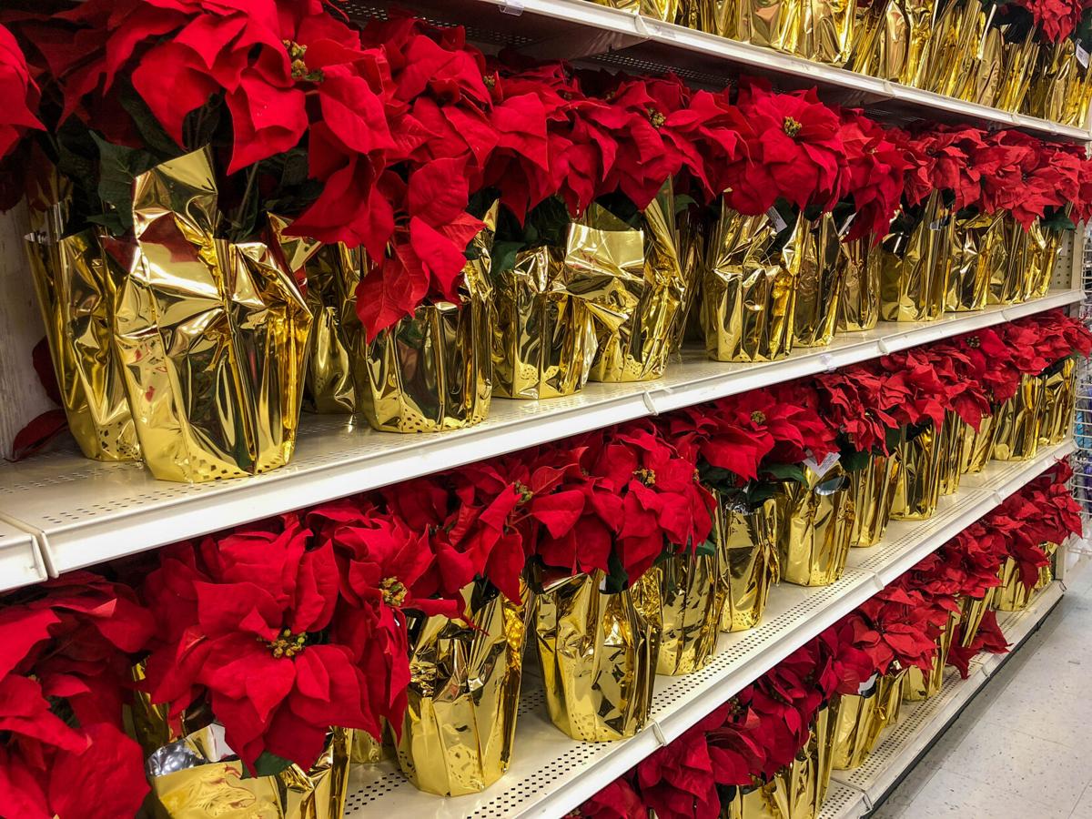 Poinsettias