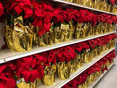 Poinsettias