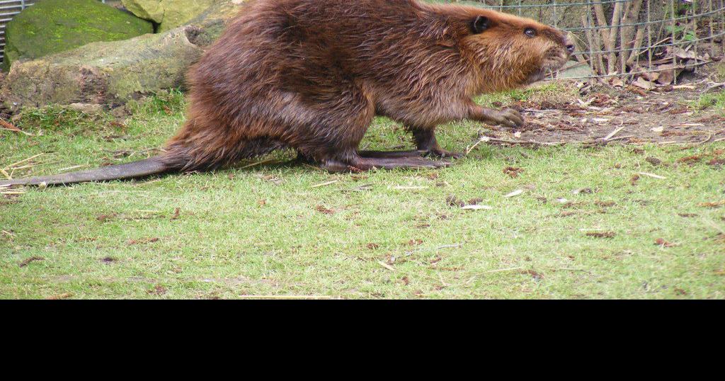Beavers moving in