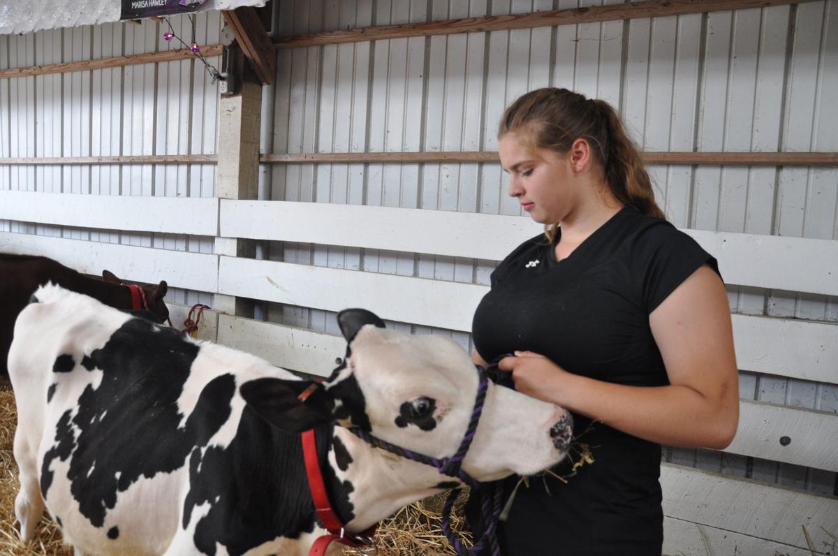 Madison Kimble, 15, of Janesville prepares one of her cows