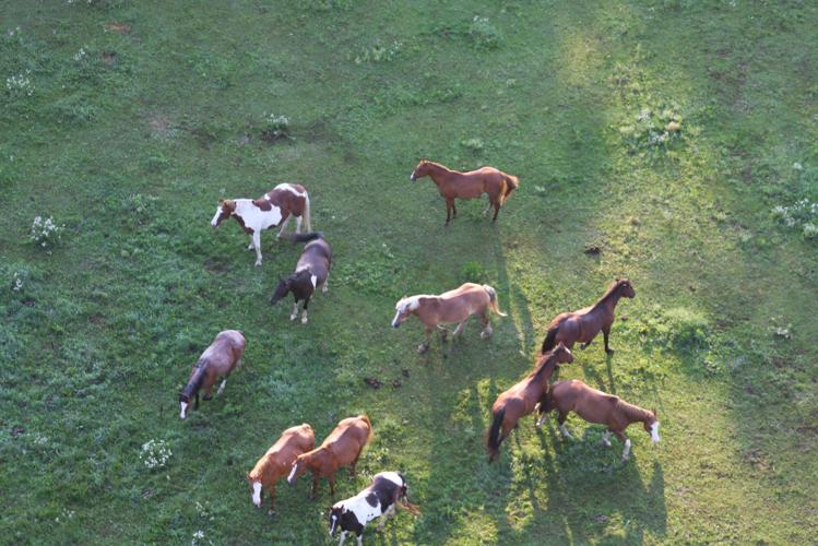 More horses over Grand Geneva