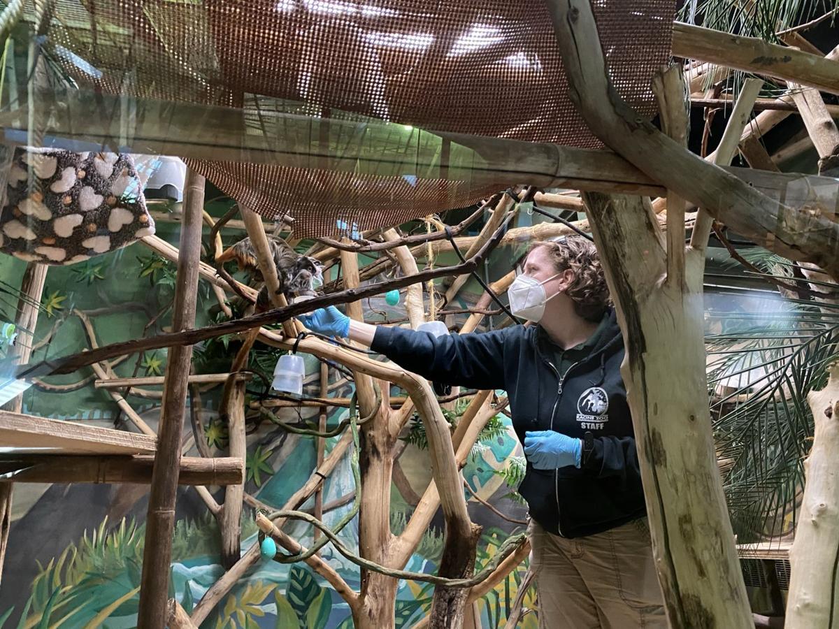 Crystal Champeau feeds emperor tamarins