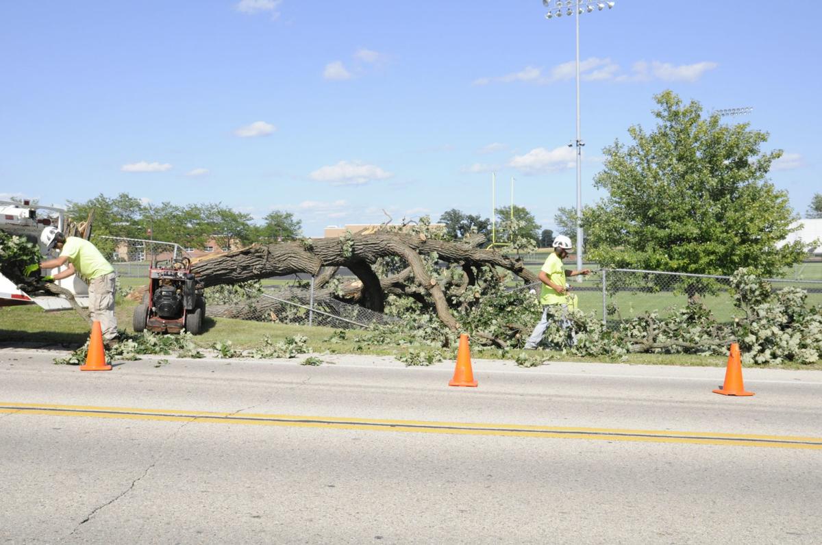 Tree Damage 2
