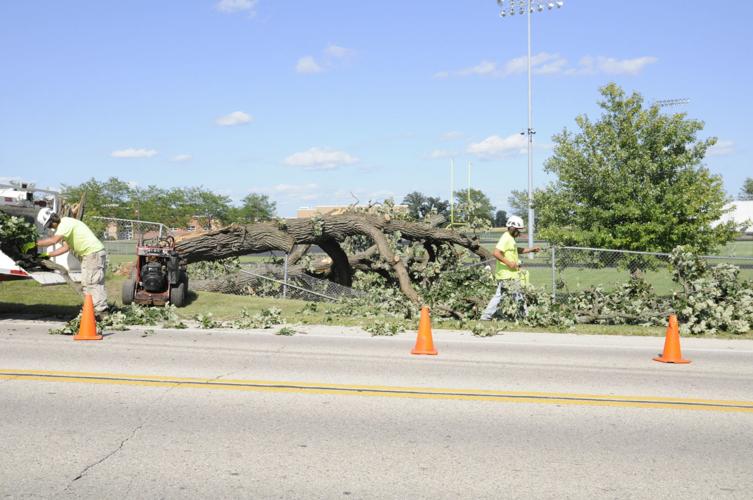 Tree Damage 2
