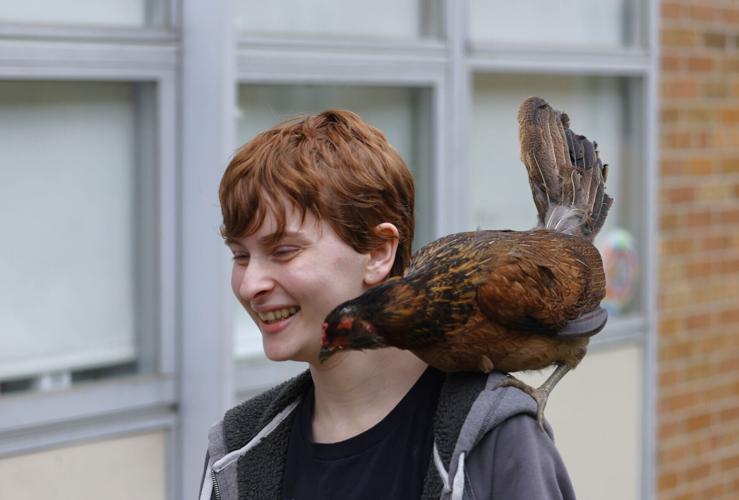 Milo, chicken