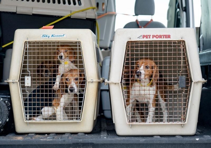 Beagles