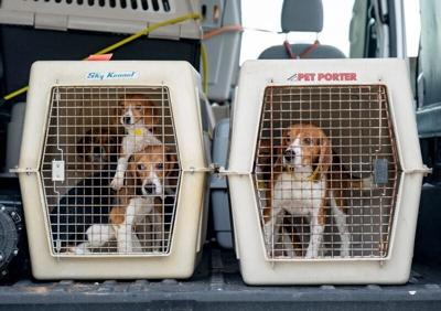 Beagles