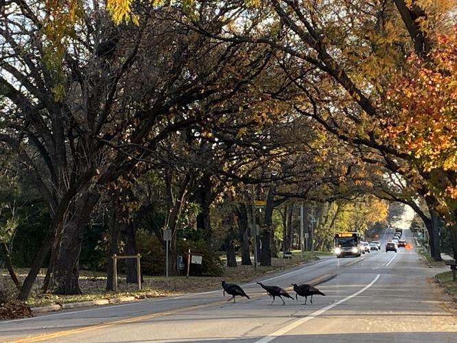 Wild turkey
