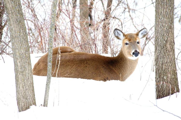 CWD found in wild deer in Waupaca County