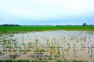 Flooded field
