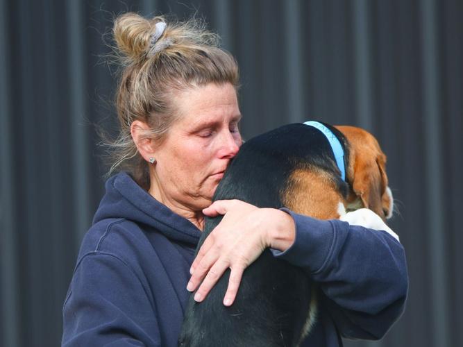 Ridglan Farms beagle transfer