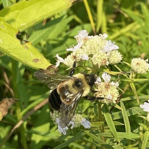 Rusty-patched bumble bee
