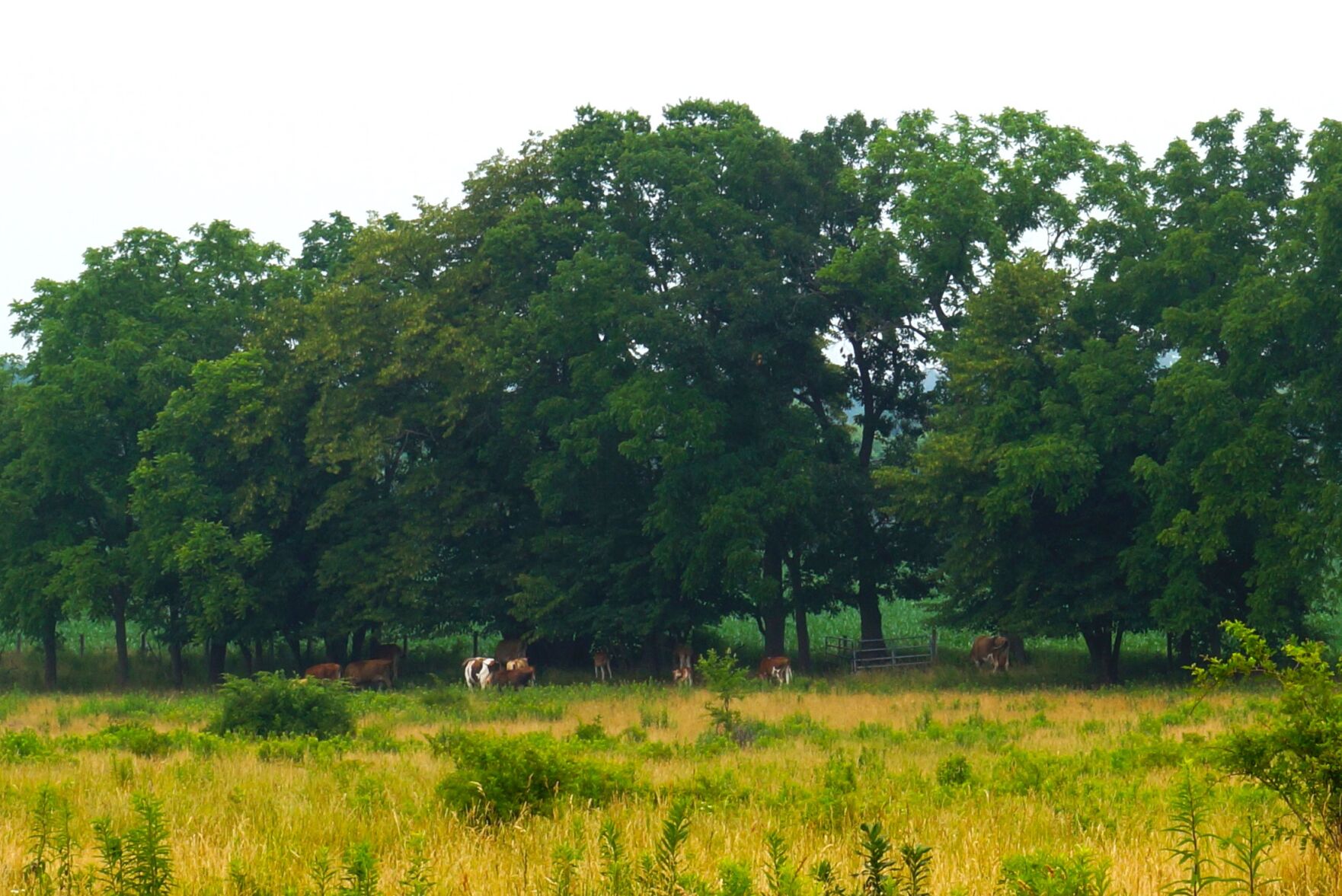 Jersey cows graze at Highfield Farm Creamery in the Town of Linn