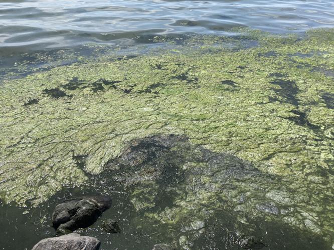blue-green algae