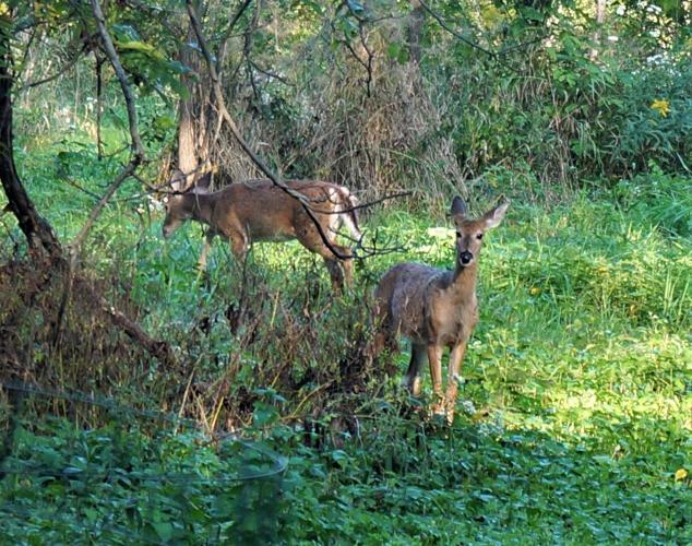 Deer browse stems, shoots and buds at Kishwauketoe Nature Conservancy, Williams Bay