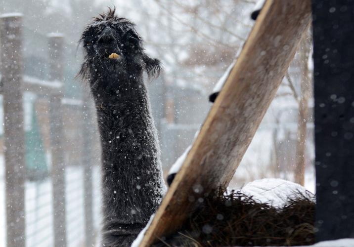 122921-bara-news-zoo-01