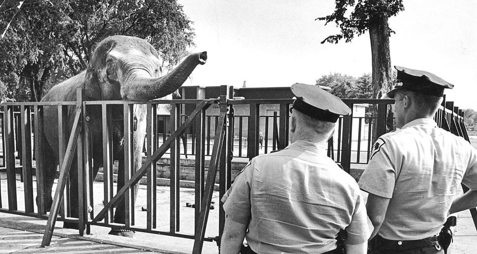 Elephant 8