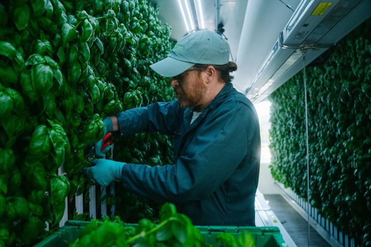 Sweet smell of snipped basil