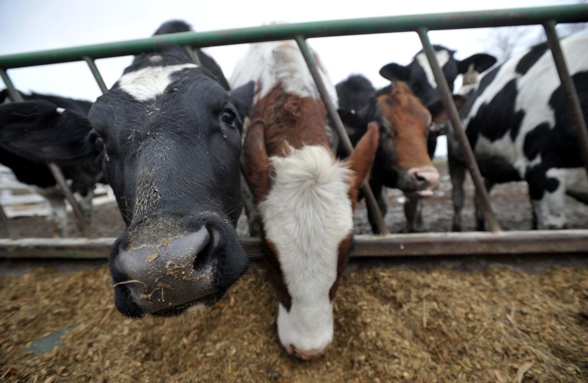 DAIRY FARMS