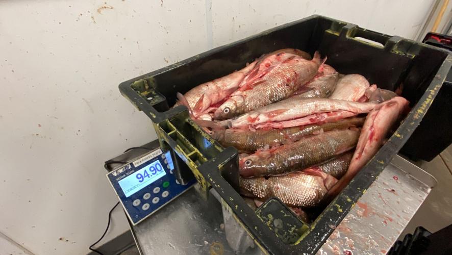 Red Cliff Fish Company