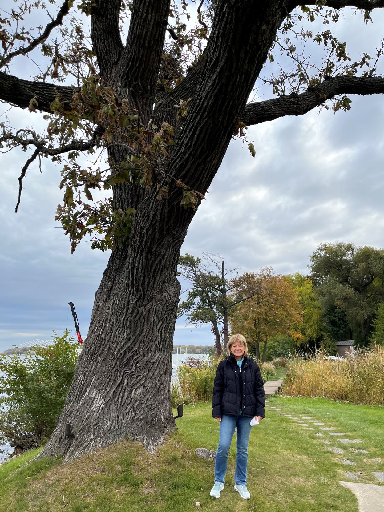 Third oldest tree