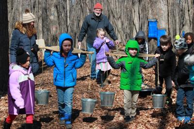 River Bend tapping sugar maple trees
