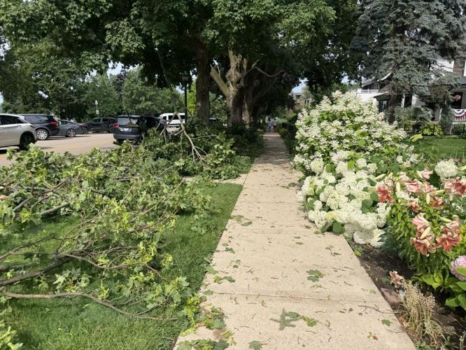 Trees down on Main Street