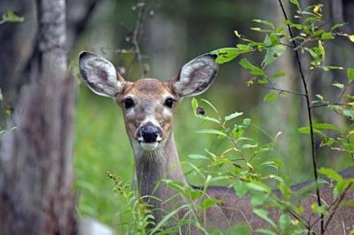 DNR sets 2024 deer season framework and harvest goals