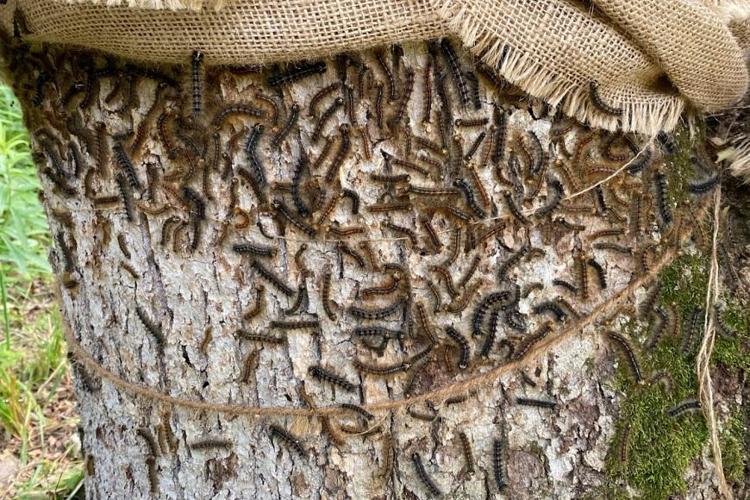 Spongy moth larvae