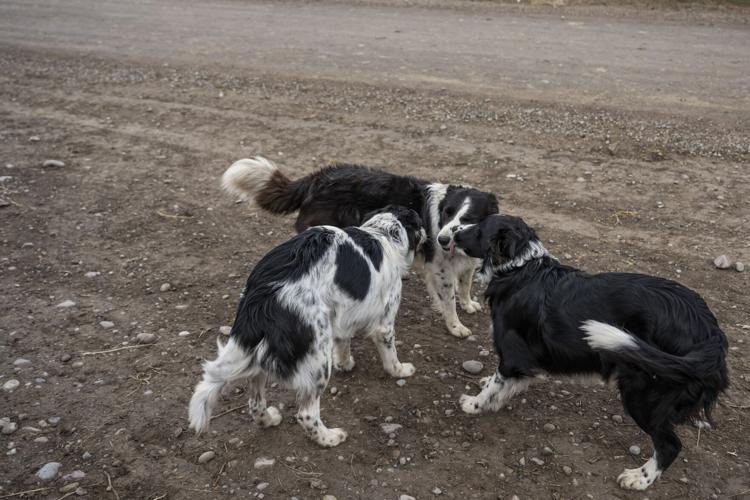 Yellowstone Livestock 15