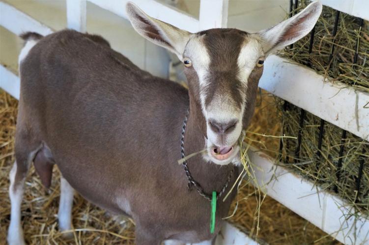 Walworth County Fair: A goat eats hay in one of the many fairgrounds animal barns (copy)