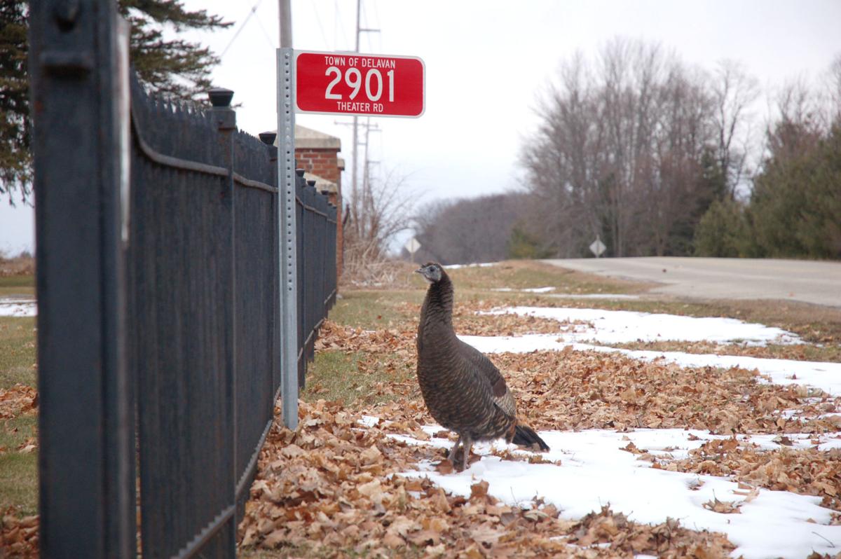 Aggressive Wild Turkey Stakes Out Spot In Williams Bay Local