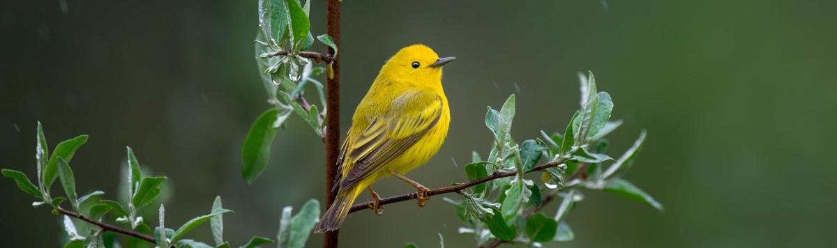 Bird festival