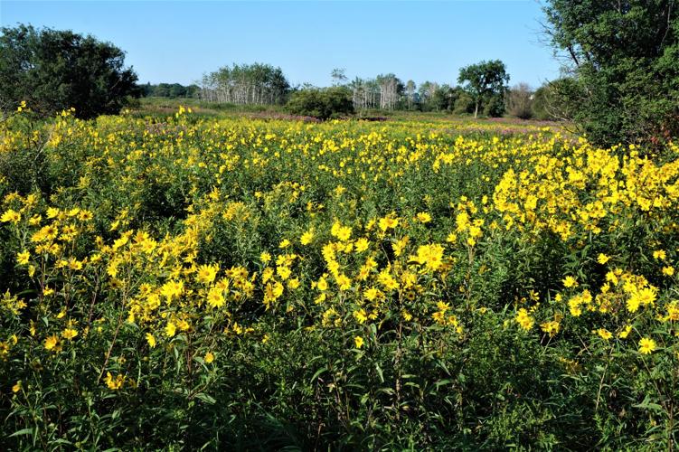 Jerusalem artichoke blooms along Rustic Road 120 in the Town of Lafayette