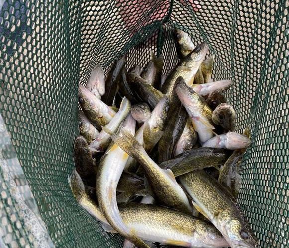 Extended growth walleye fingerlings