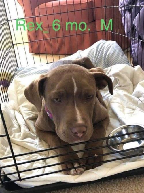 Rex