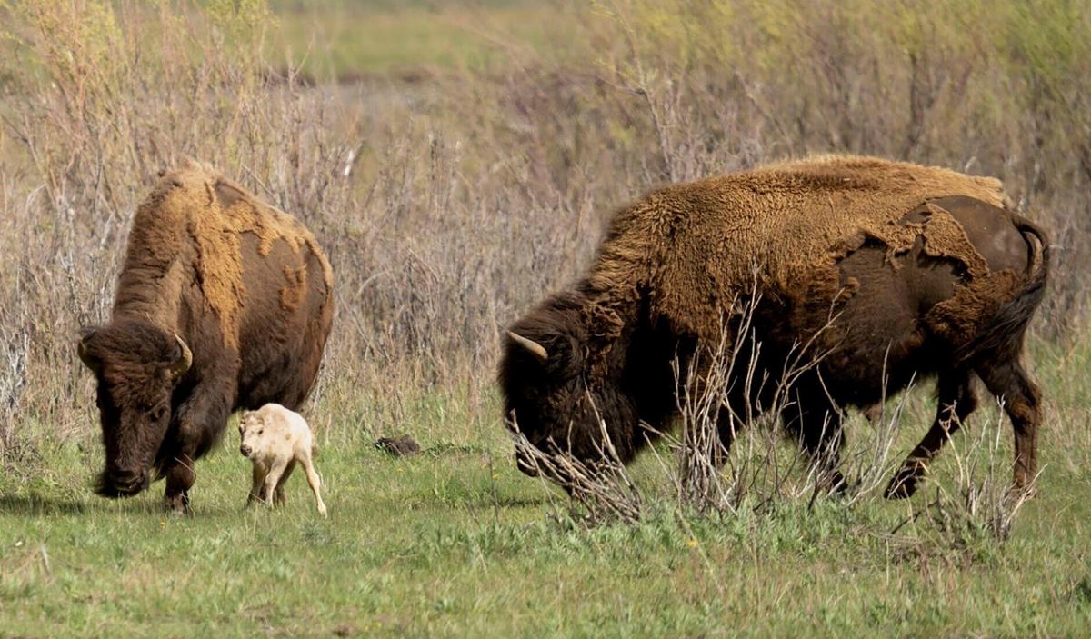 Yellowstone Park White Buffalo