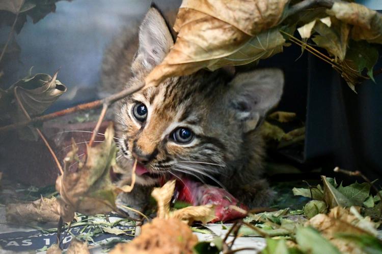 bobkitten 7.jpg