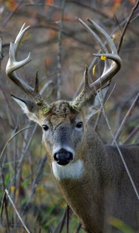 Archery and bow season begins
