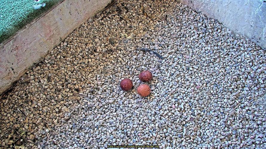Three eggs laid at Oak Creek WE Energies plant as of March 23