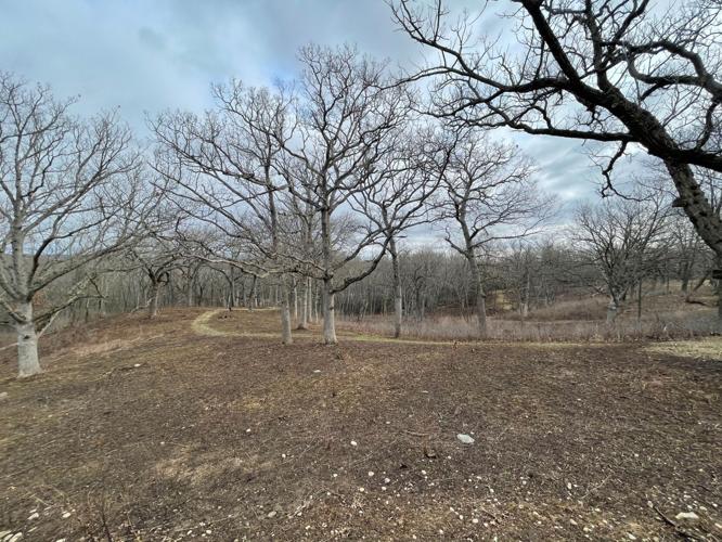 Aftermath of a prescribed burn