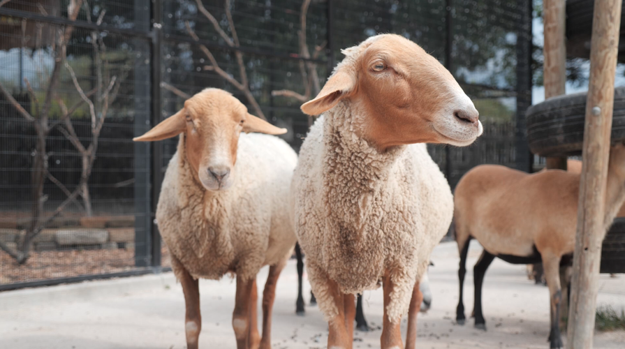 Racine Zoo sheep
